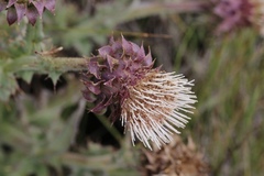 Cirsium fontinale