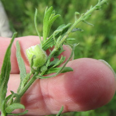 Lithospermum bejariense
