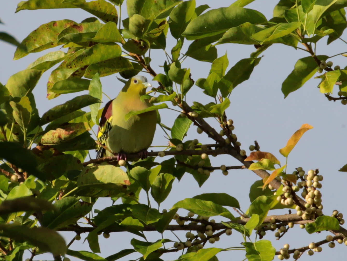 Ashy-headed Green Pigeon