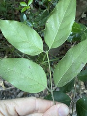 Psydrax lamprophylla