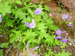 Solanum paposanum