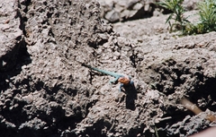 Agama kirkii