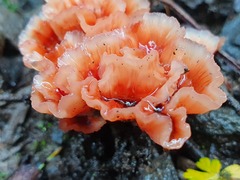 Podoscypha petalodes petalodes