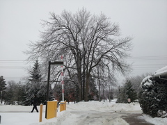 Ulmus thomasii