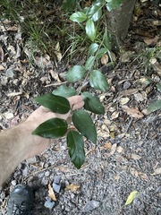 Psydrax lamprophylla