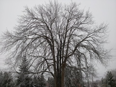 Ulmus thomasii