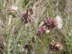 Cirsium fontinale