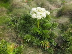 Anisotome latifolia