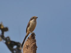 Lanius collurioides