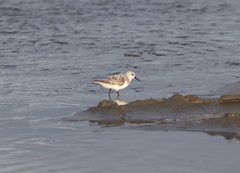 Calidris alba