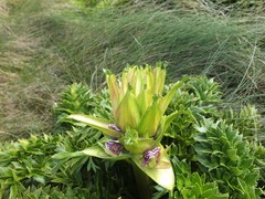 Anisotome latifolia