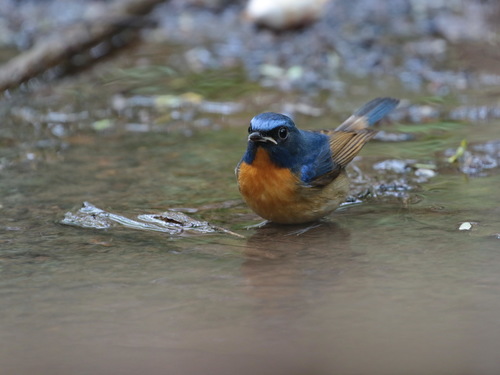Chinese Blue Flycatcher (Cyornis glaucicomans), photo 10