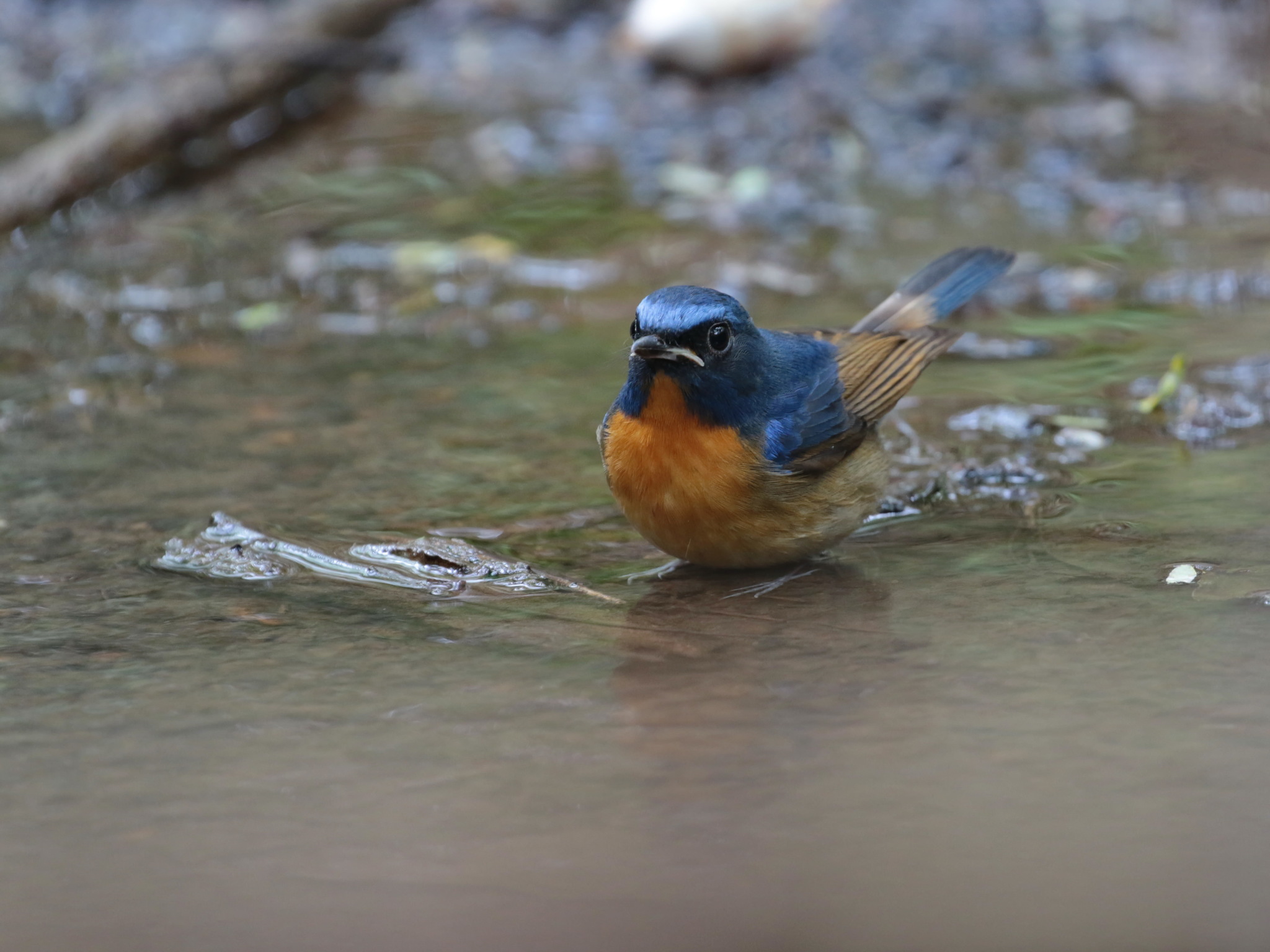 Chinese Blue Flycatcher