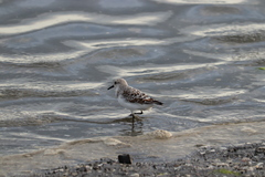 Calidris alba