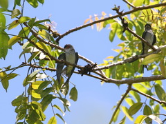 Hemiprocne coronata