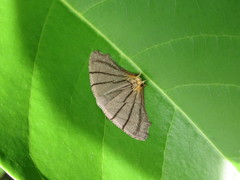 Orudiza protheclaria