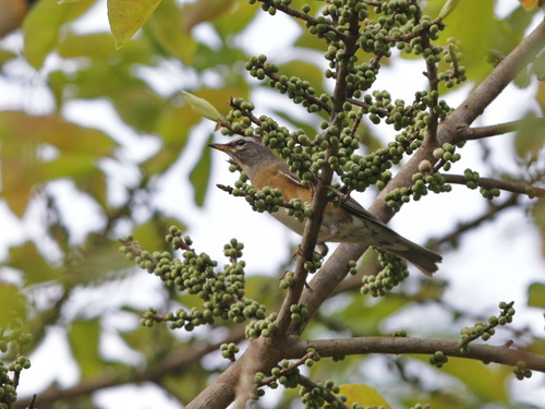 Zorzal rojigrís (Turdus obscurus)