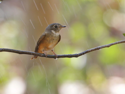 Ferruginous Flycatcher (Muscicapa ferruginea), photo 9