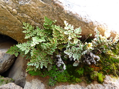 Cheilanthes arequipensis
