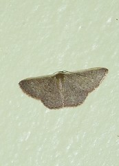 Idaea inversata