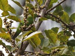 Chloropsis sonnerati