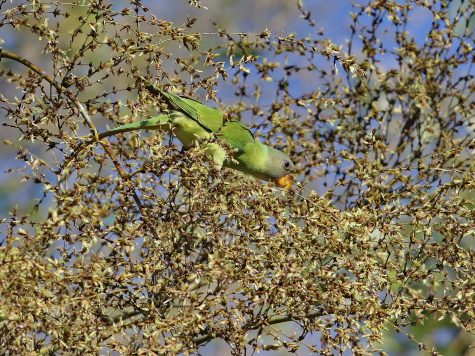 Grey-headed Parakeet