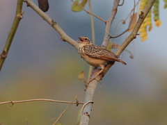 Mirafra erythrocephala