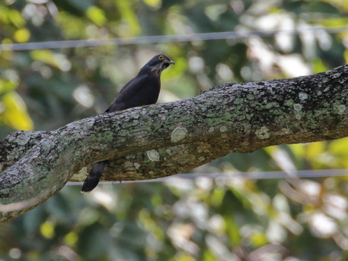 Large Hawk-Cuckoo (Hierococcyx sparverioides), photo 7
