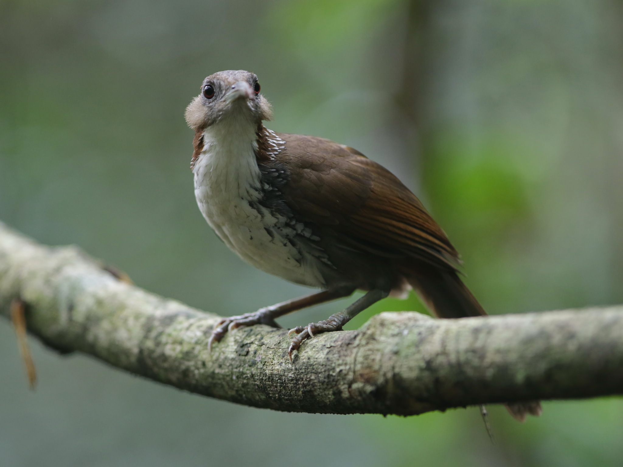 Large Scimitar Babbler