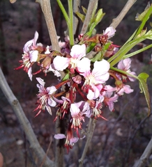 Ungnadia speciosa