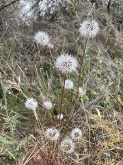 Achyranthemum