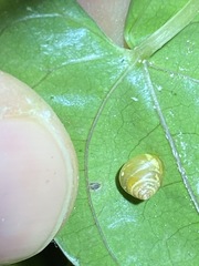 Coneuplecta calculosa