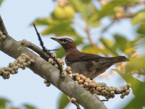 Grey-sided Thrush (Turdus feae), photo 7