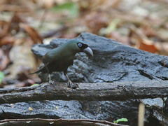 Crypsirina temia