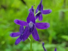 Delphinium tricorne