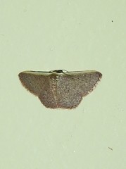 Idaea inversata