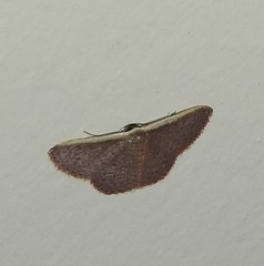 Idaea inversata