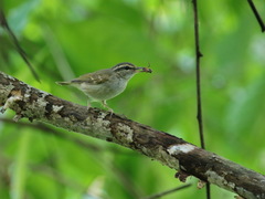 Phylloscopus borealoides