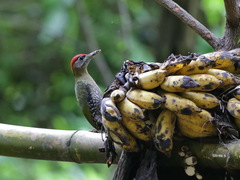 Picus viridanus
