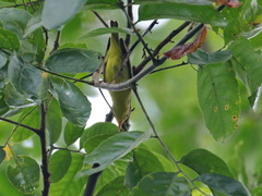 Phylloscopus ricketti