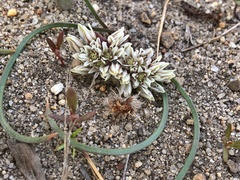 Allium simillimum