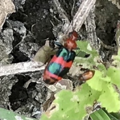 Lebia bitaeniata