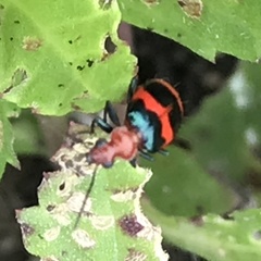 Lebia bitaeniata