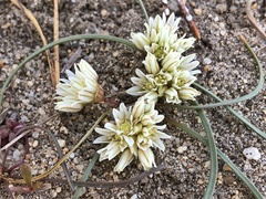 Allium simillimum