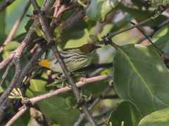 Dicaeum chrysorrheum