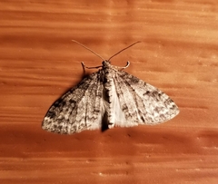 Lobophora nivigerata