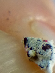 Cryptochetum iceryae