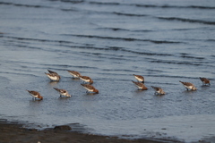 Calidris ruficollis