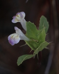 Acanthomintha duttonii