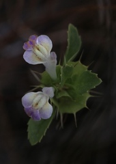 Acanthomintha duttonii